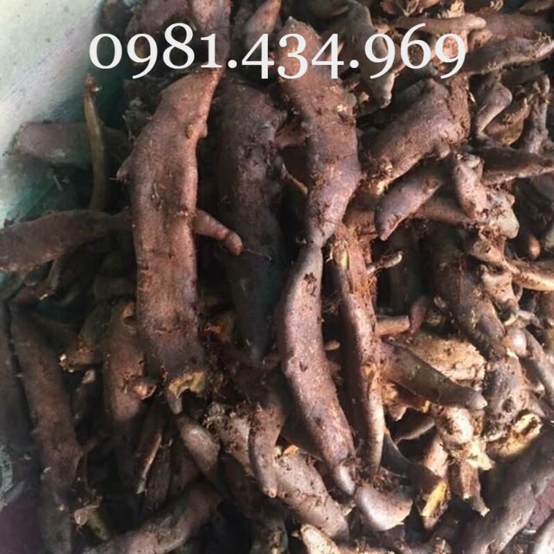 Củ tắc kè đá tốt cho xương khớp loại 01 tốt sạch
