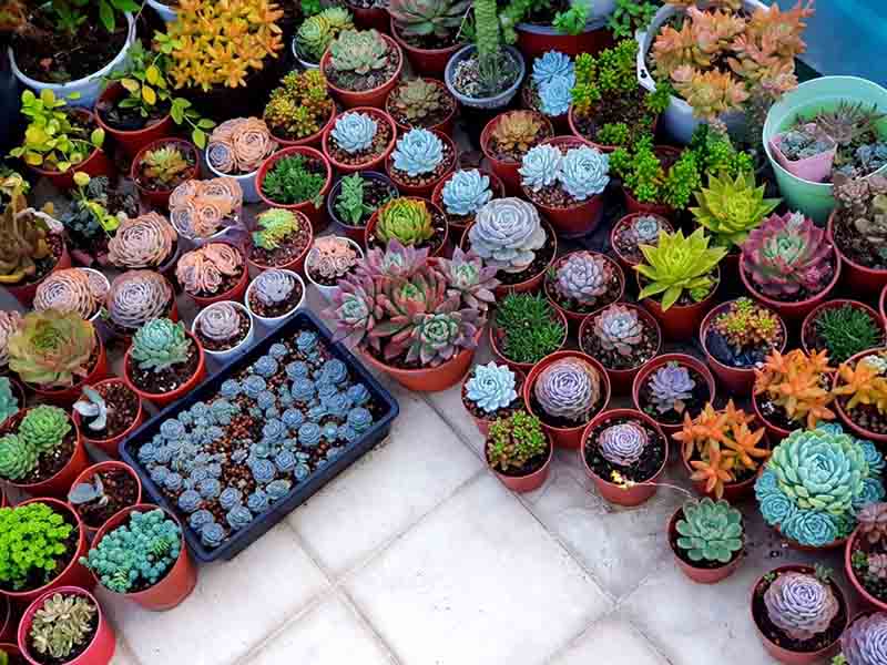 Hạt giống Hoa Sen Đá mix nhiều loại (Gói 20 hạt)