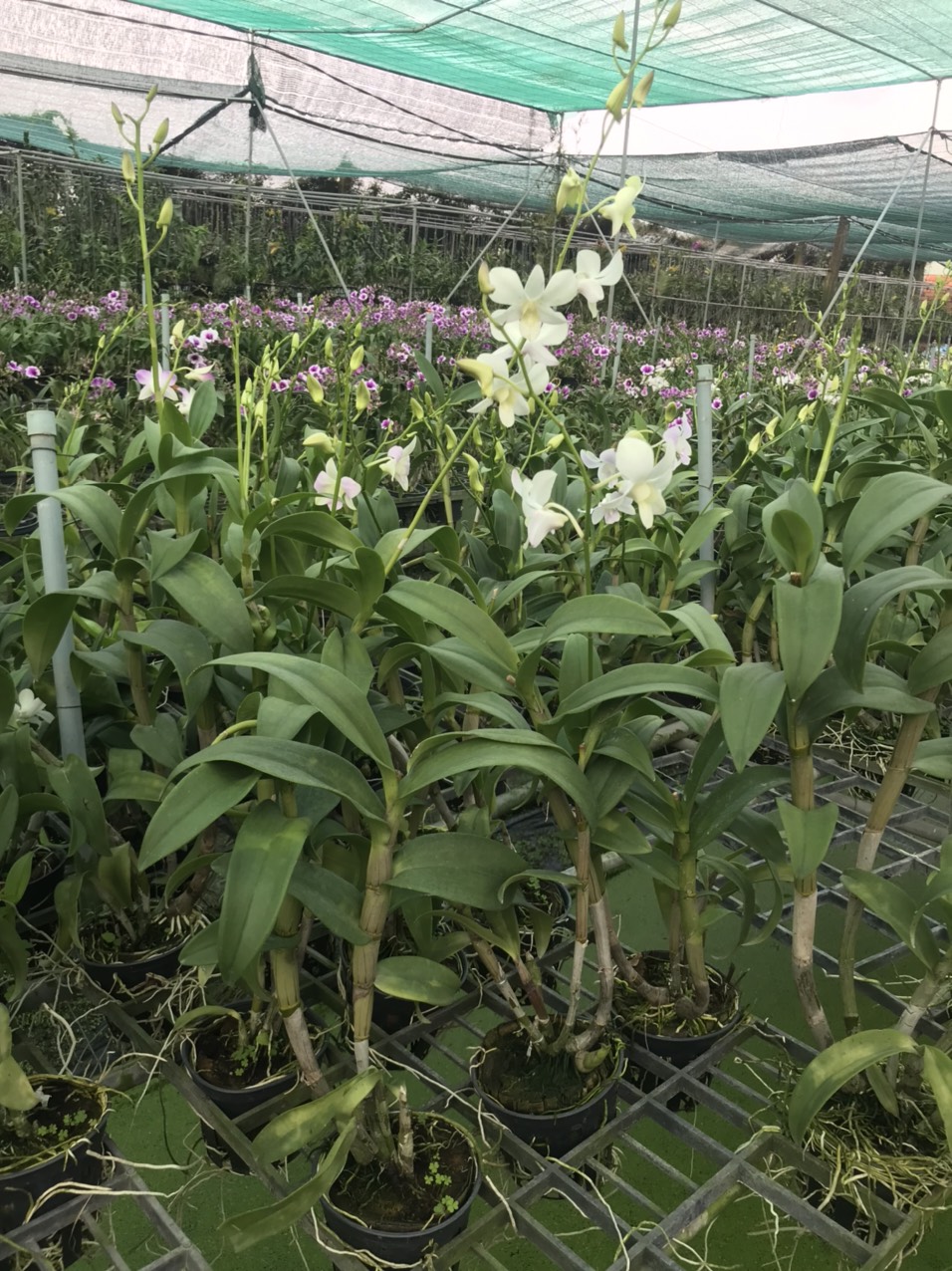 Den nắng 5N  xưa CHẬU TRƯỞNG THÀNH