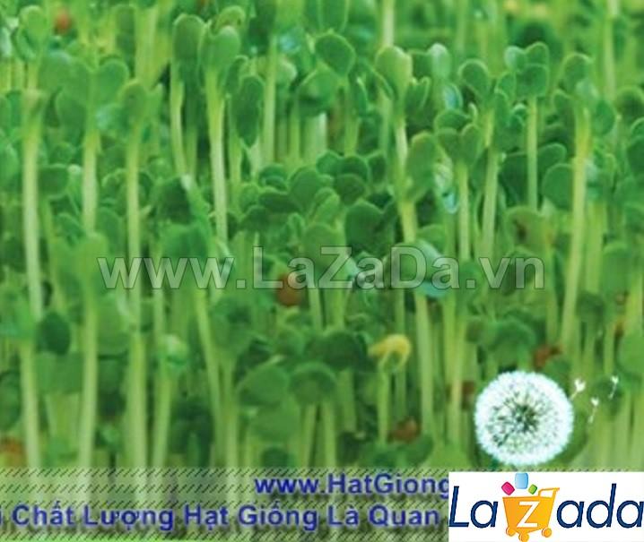 50gr hạt giống rau mầm cải ngọt