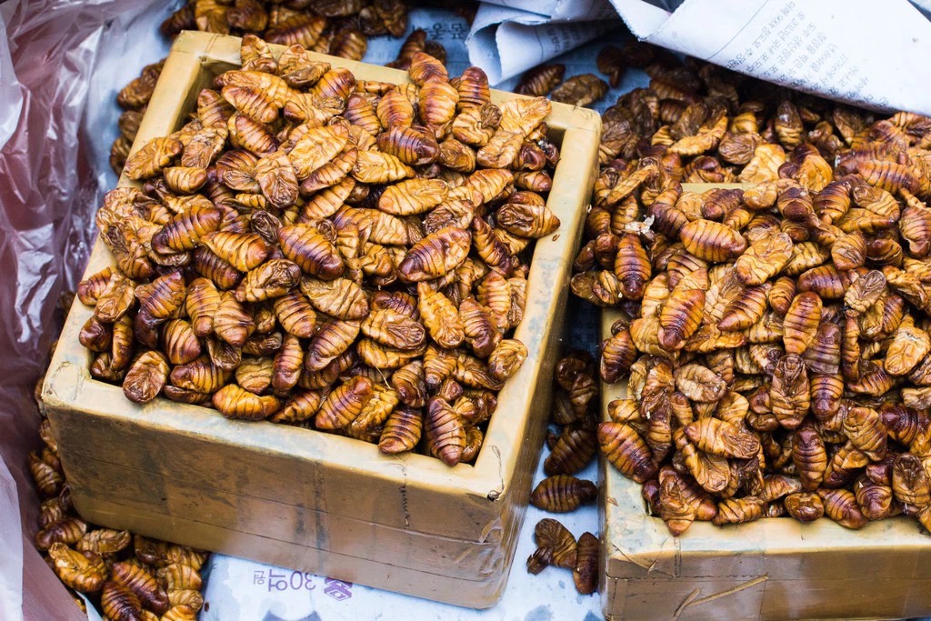 Nhộng tằm sấy khô 🐛 thức ăn vỗ béo cho hamster, bọ, sóc bông, sóc đất, sóc bay úc