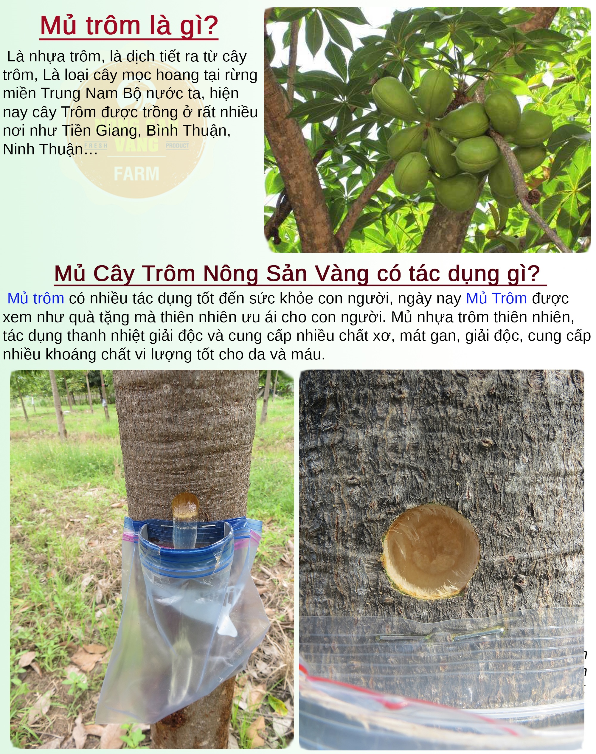 [HCM]Mủ Trôm Siêu Sạch Cao Cấp 500gr Giúp Thanh Nhiệt Mát Gan Tốt Sức Khỏe - Nông Sản Vàng