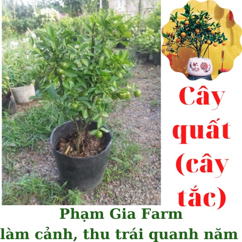 Cây quất ( cây tắc) chua cho thu trái quanh năm