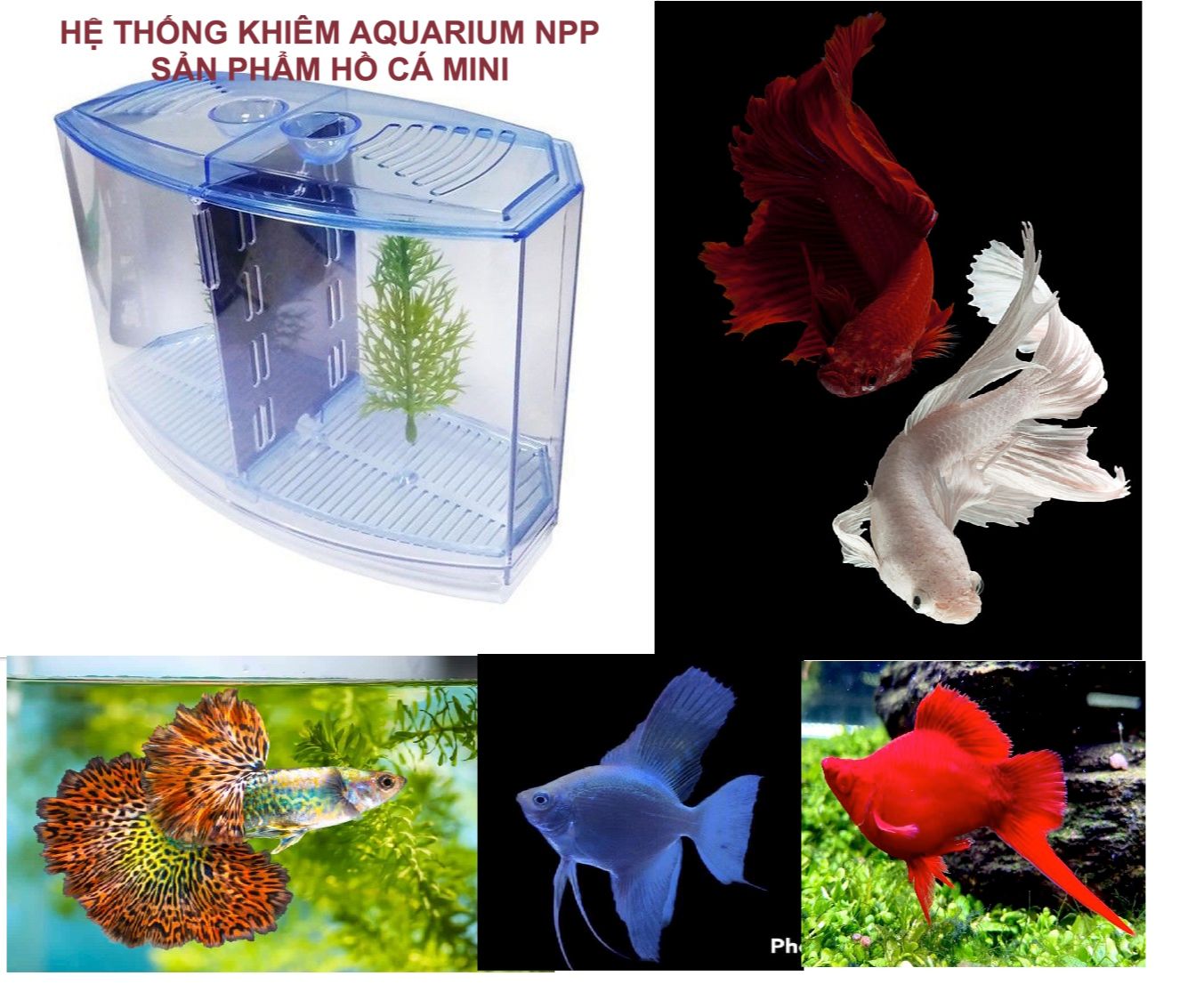 Bể cá betta mini 2 ngăn bằng nhựa - Hồ cá mini cho văn phòng
