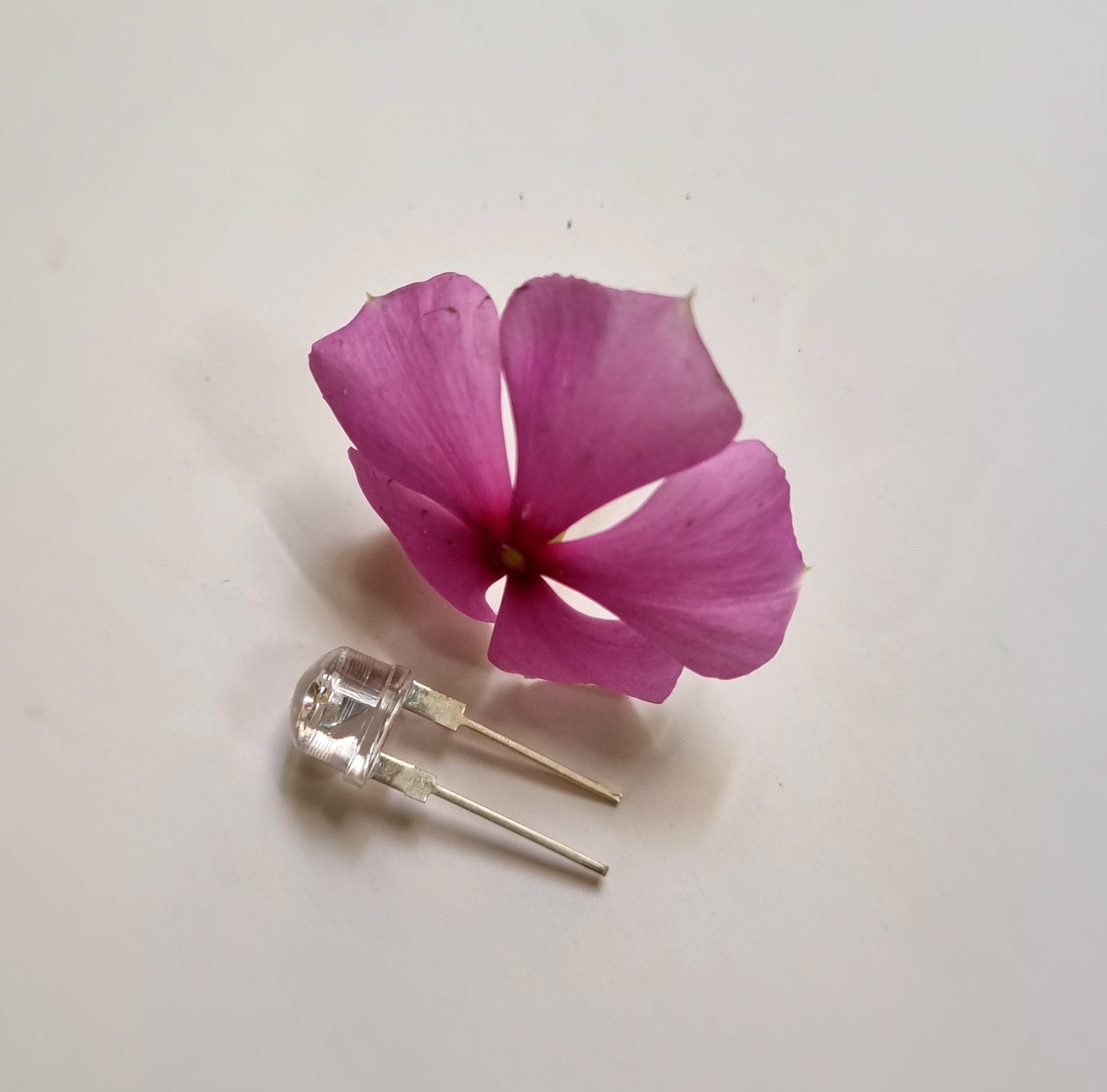 Led lùn 8mm siêu sáng