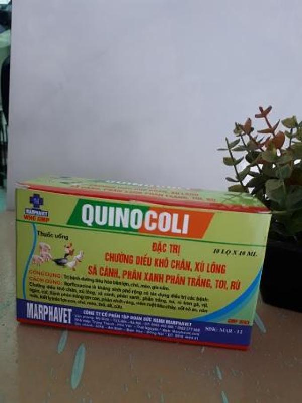 Đặc trị phân xanh, trắng QUINOCOLI cho gà 1 hộp 10 lọ