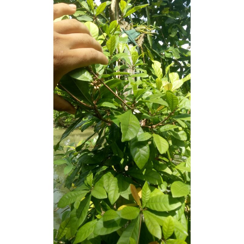 Cây thần kỳ 3 năm đang hoa ( cao 1m)