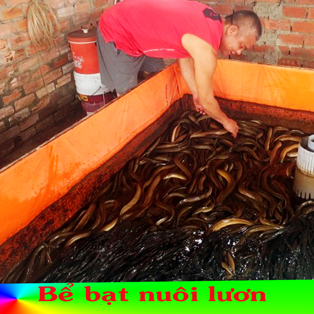 Bể bạt nuôi lươn ốc ếch cá kích thước 4m x 2m x 1m