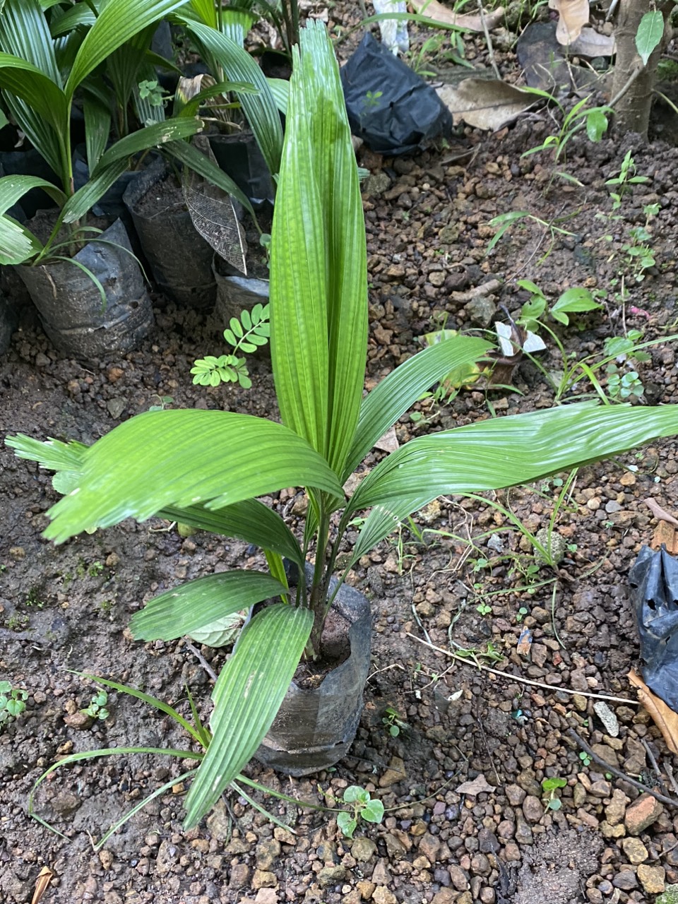 cây kè nhật trồng phong thuỷ
