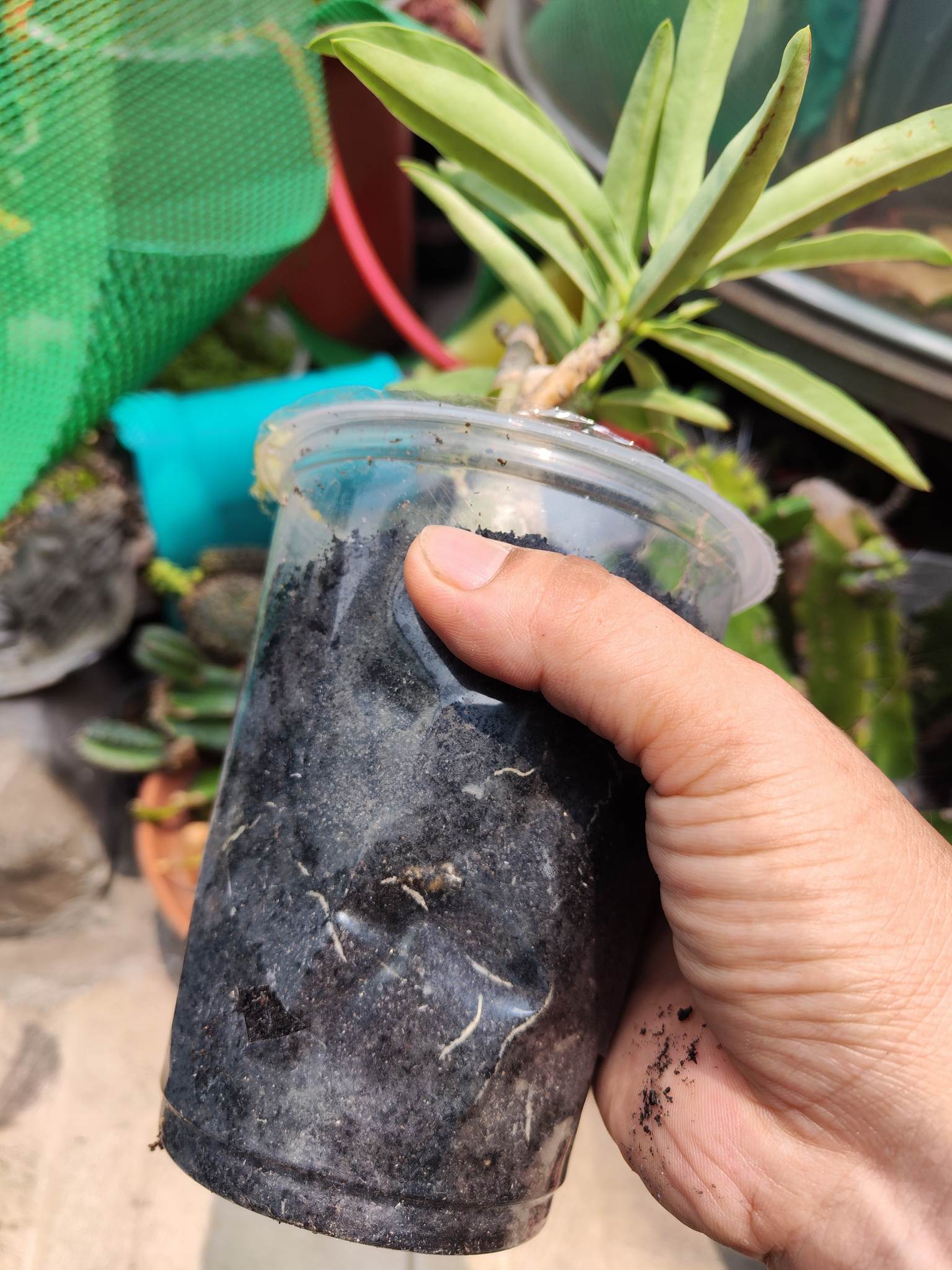 SỨ kim tự tháp khỏe đã đẻ nhánh