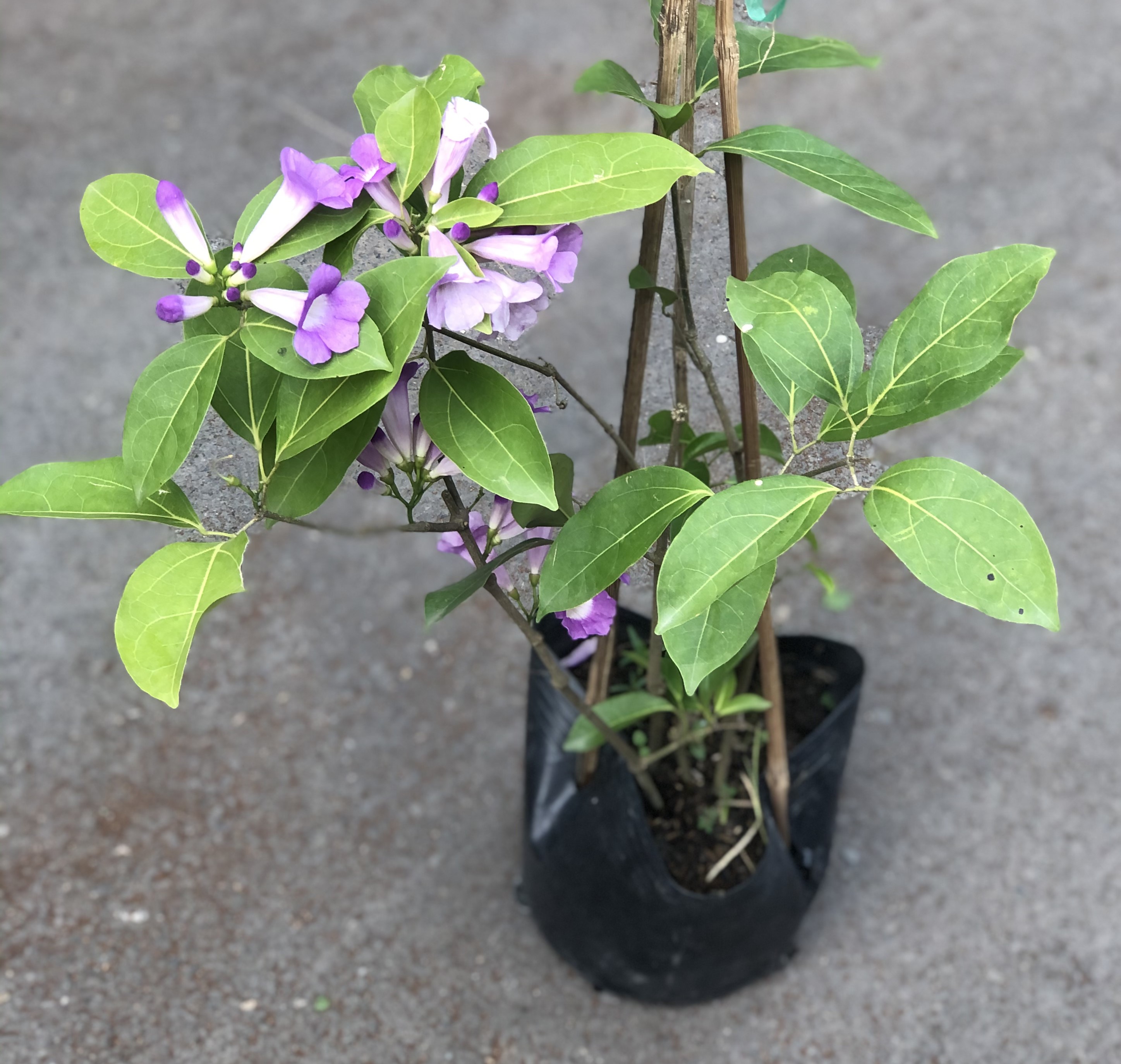 Chậu cây lan tỏi