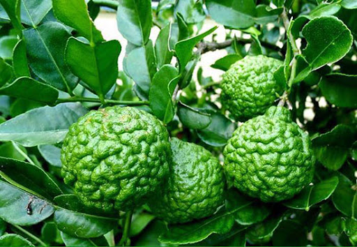 Cây chanh thái não người lá số 8