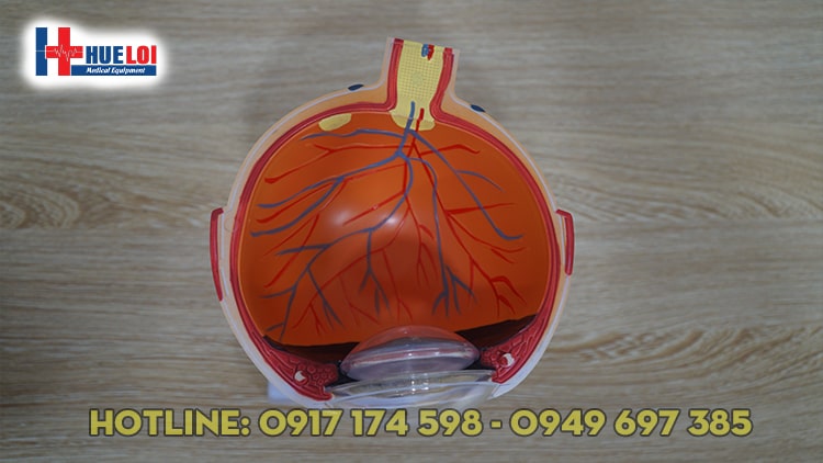 Mô hình giải phẫu mắt