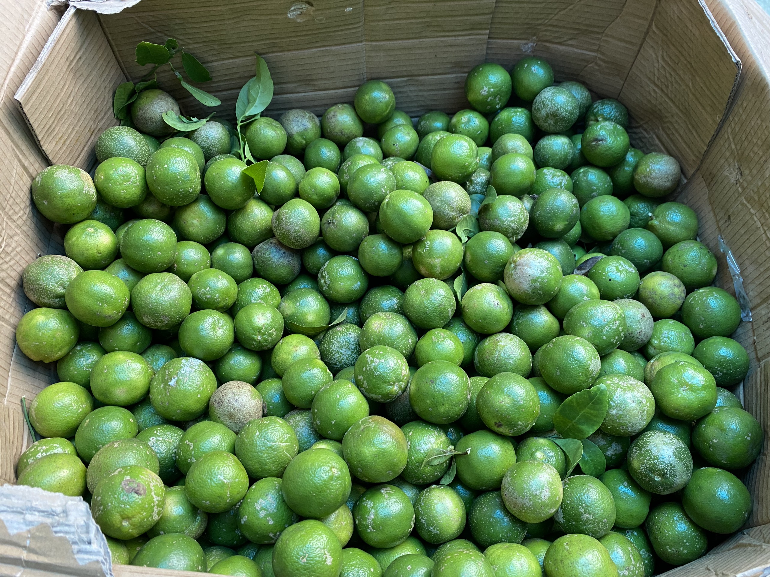 COMBO 5KG CHANH ĐÀO TƯƠI HÒA BÌNH CĂNG MỌNG
