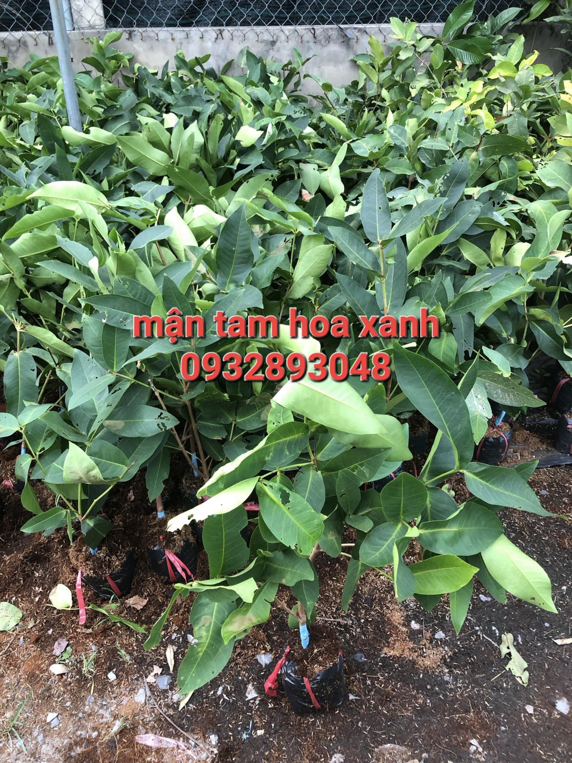CÂY MẬN TAM HOA XANH, ROI XANH, CÂY CAO 70CM - 130CM, CHUẨN GIỐNG 100%