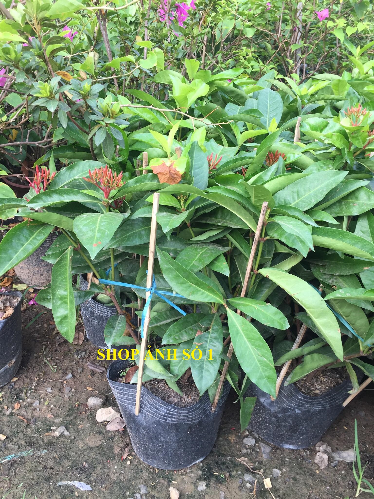 Cây MẪU ĐƠN HỒNG MỸ lá to