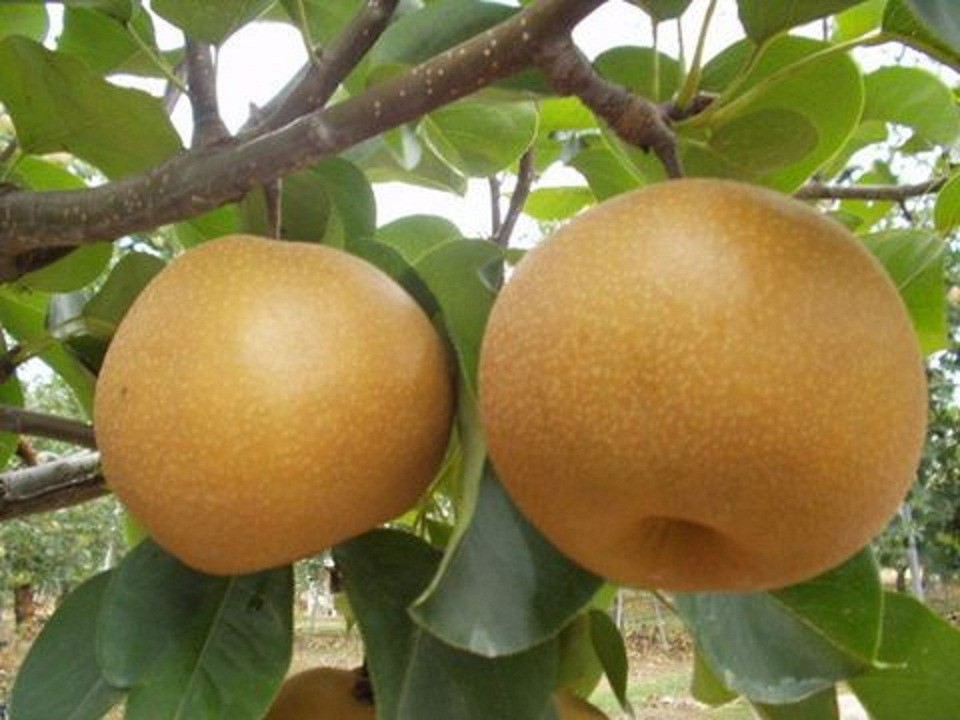 Cây lê giống nâu - C0023