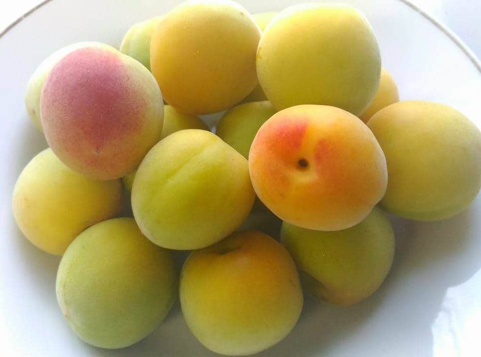 Nước Mơ Choya Nội Địa Nhật Bản