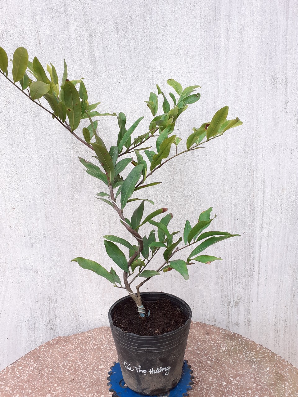 2 Cây Mai Cúc Thọ Hương Mini