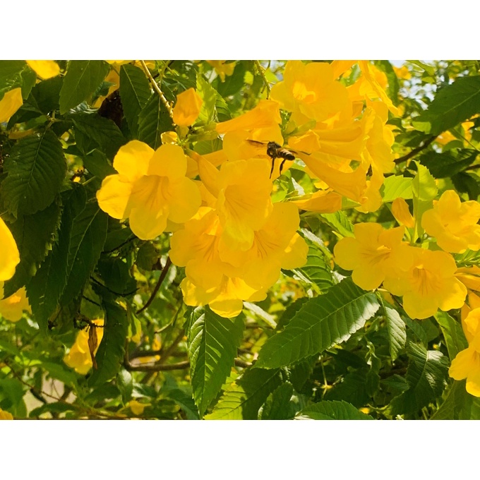 Chậu Cây Hoa Huỳnh Liên vàng size to tuổi hoa