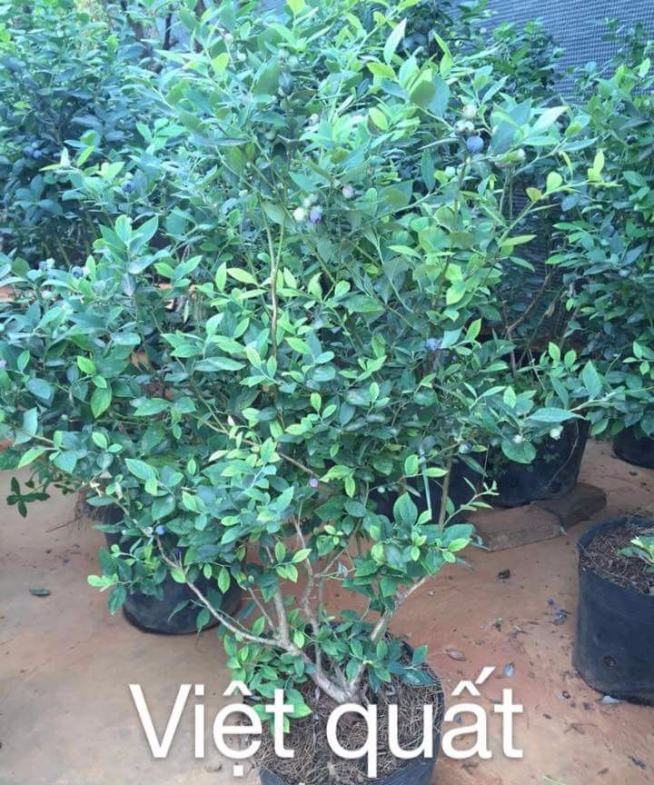 CÂY VIỆT QUẤT (NỮ HOÀNG) - CHẬY CÂY LỚN CHUYỂN ĐI NGUYÊN CHẬU + Tặng 2 Cây Quế Giống