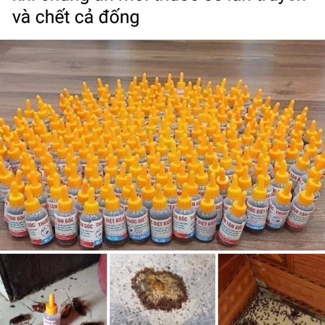 5 Lọ diệt kien con trung