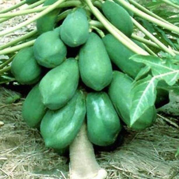 Giống đu đủ lùn thái lan
