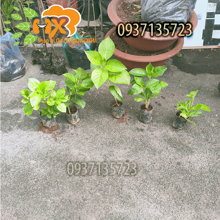 [HCM]combo 5 cây cẩm tú cầu cây giống