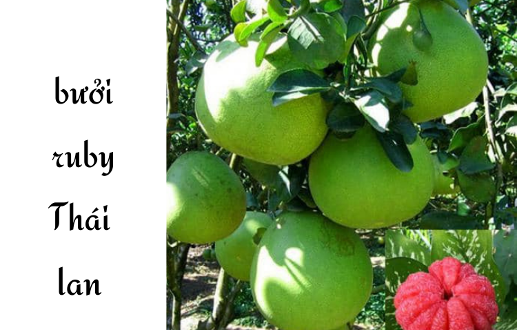 Cây bưởi da xanh ruột hồng có ảnh thật