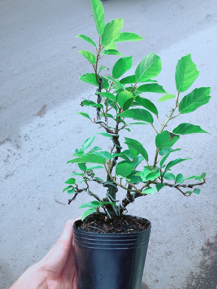 Cây Sung Bonsai