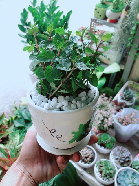 [HCM]Chậu Bạc Hà Doutblemint