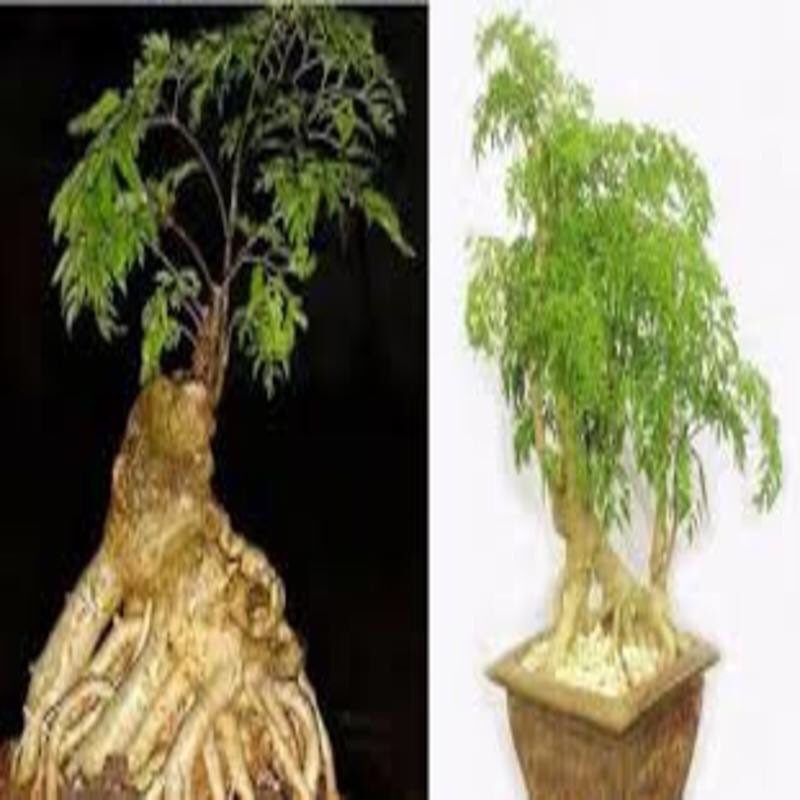 COMBO 2 CÂY ĐINH LĂNG LÁ NHỎ