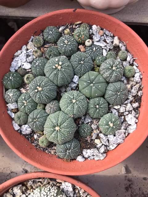 [HCM]Xương Rồng Aster 3-4cm