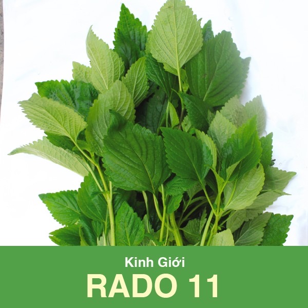 Hạt giống rau kinh giới rado 1g