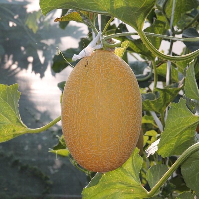 Hạt Giống Dưa Lưới Hami Vỏ Vàng