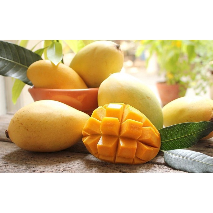 Cây Xoài Cát Hòa Lộc Giống