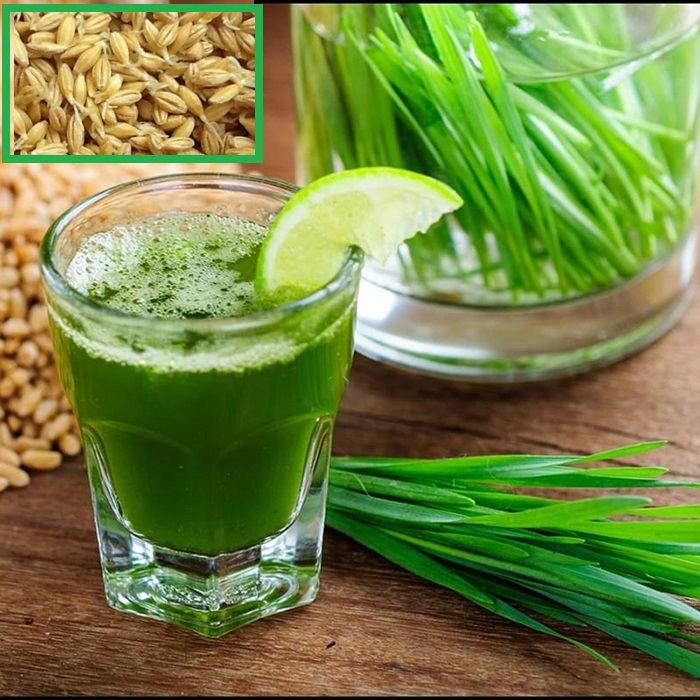 Hạt giống mầm cỏ lúa mì lúa mạch - 100gram - VTNT