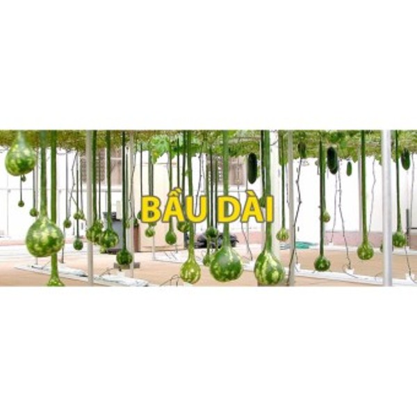 [HCM]Hạt Giống Bầu Cổ Dài 2m Mỹ (3 hạt)
