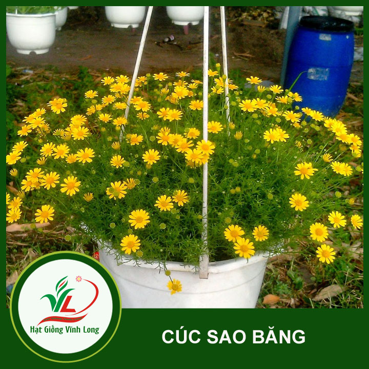 Hạt giống hoa Cúc sao băng RD 865 - 0.03g