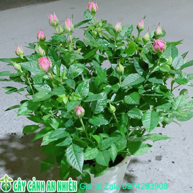 Chậu hoa hồng màu hồng