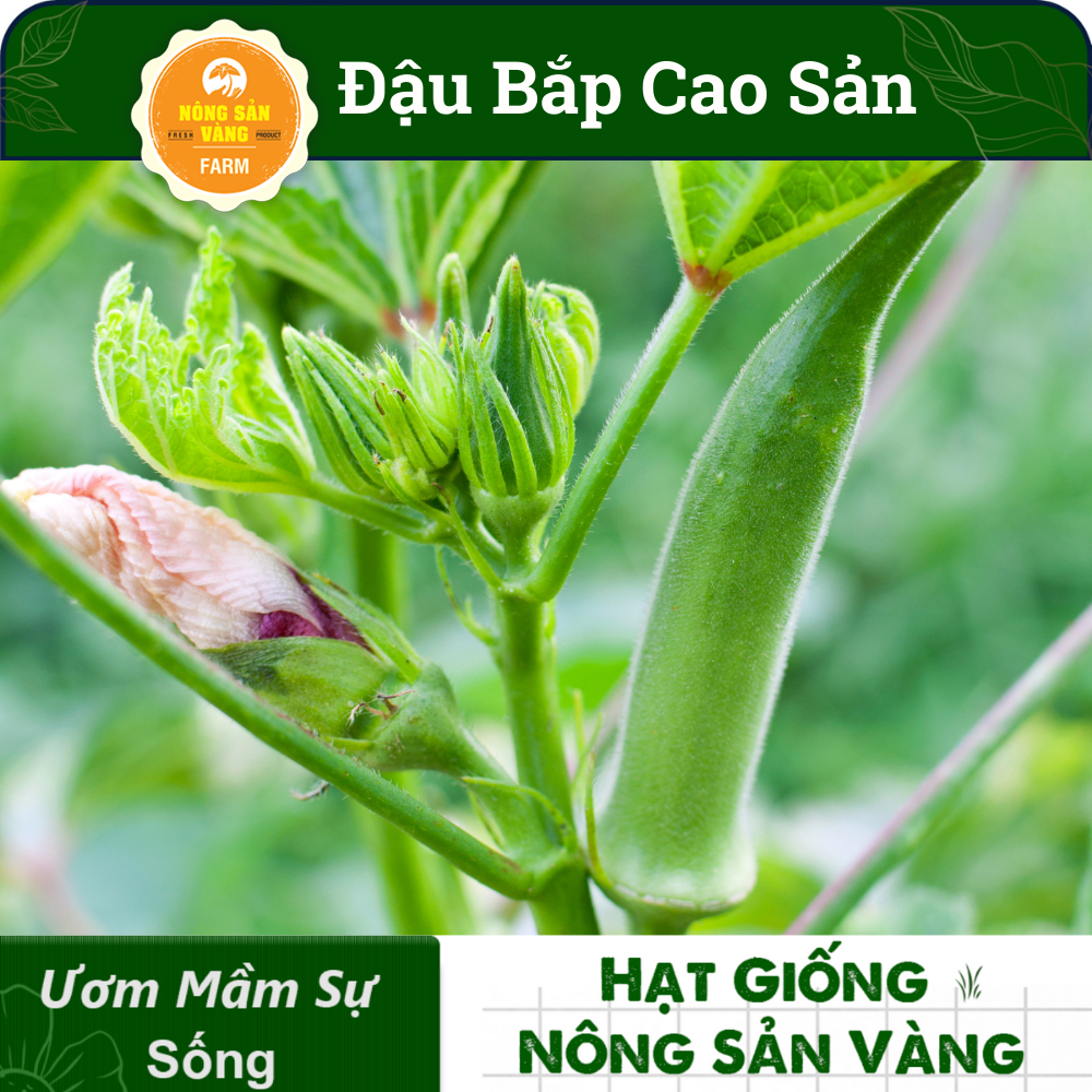 Okra Seed High Output (package 20 grams)-shallow gold