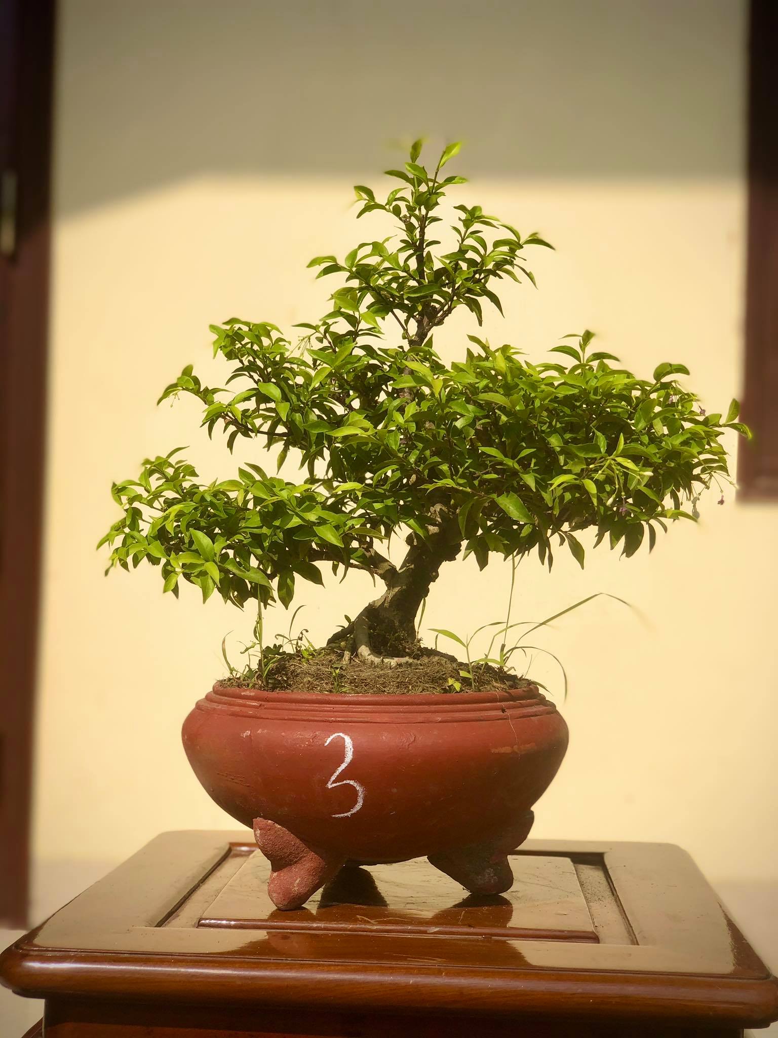 Cây mai chiếu thủy bonsai