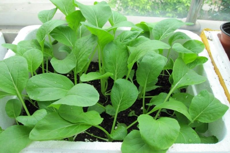 Hạt Giống Cải Bẹ Xanh Ăn Non