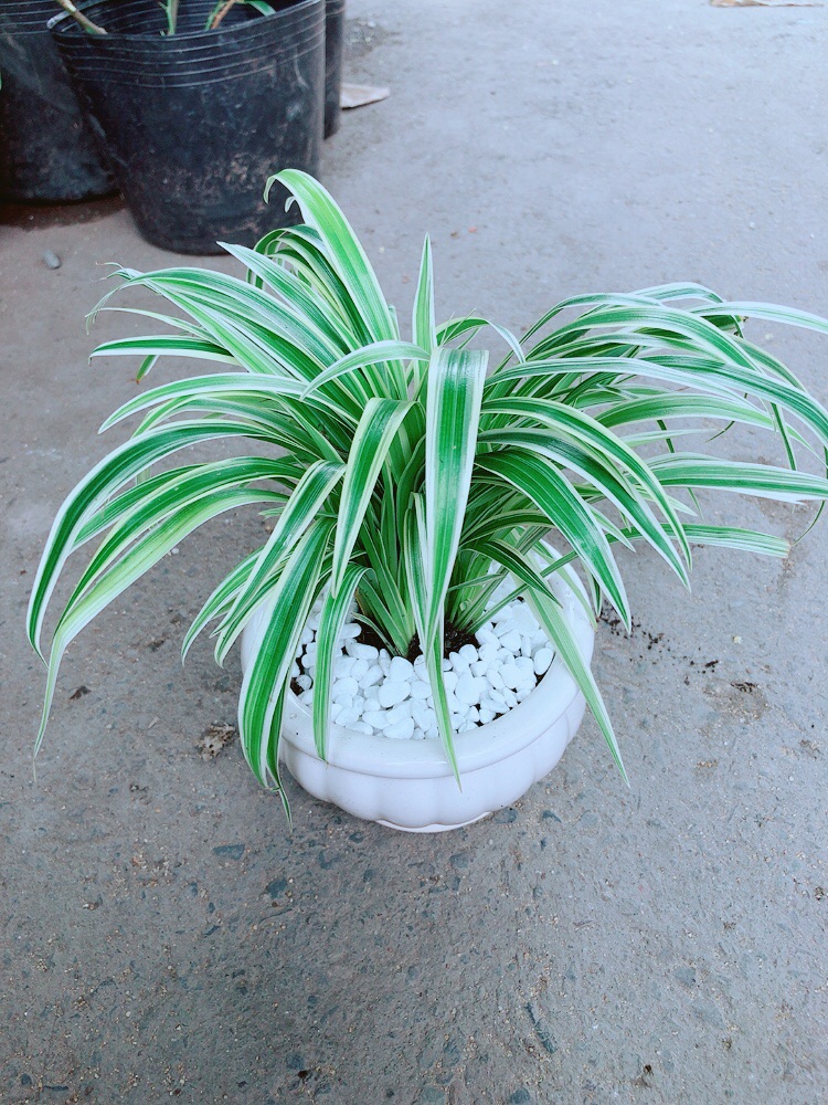 Chậu Lan Chi