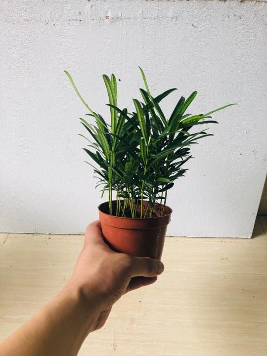 Cây tùng la hán + chậu