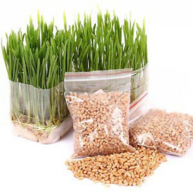 Hạt giống mầm lúa mì - mầm lúa mạch ( 1 gói 100gr )