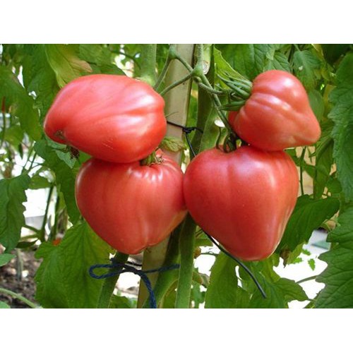 30H - HẠT GIỐNG CÀ CHUA TRÁI TIM ĐỎ