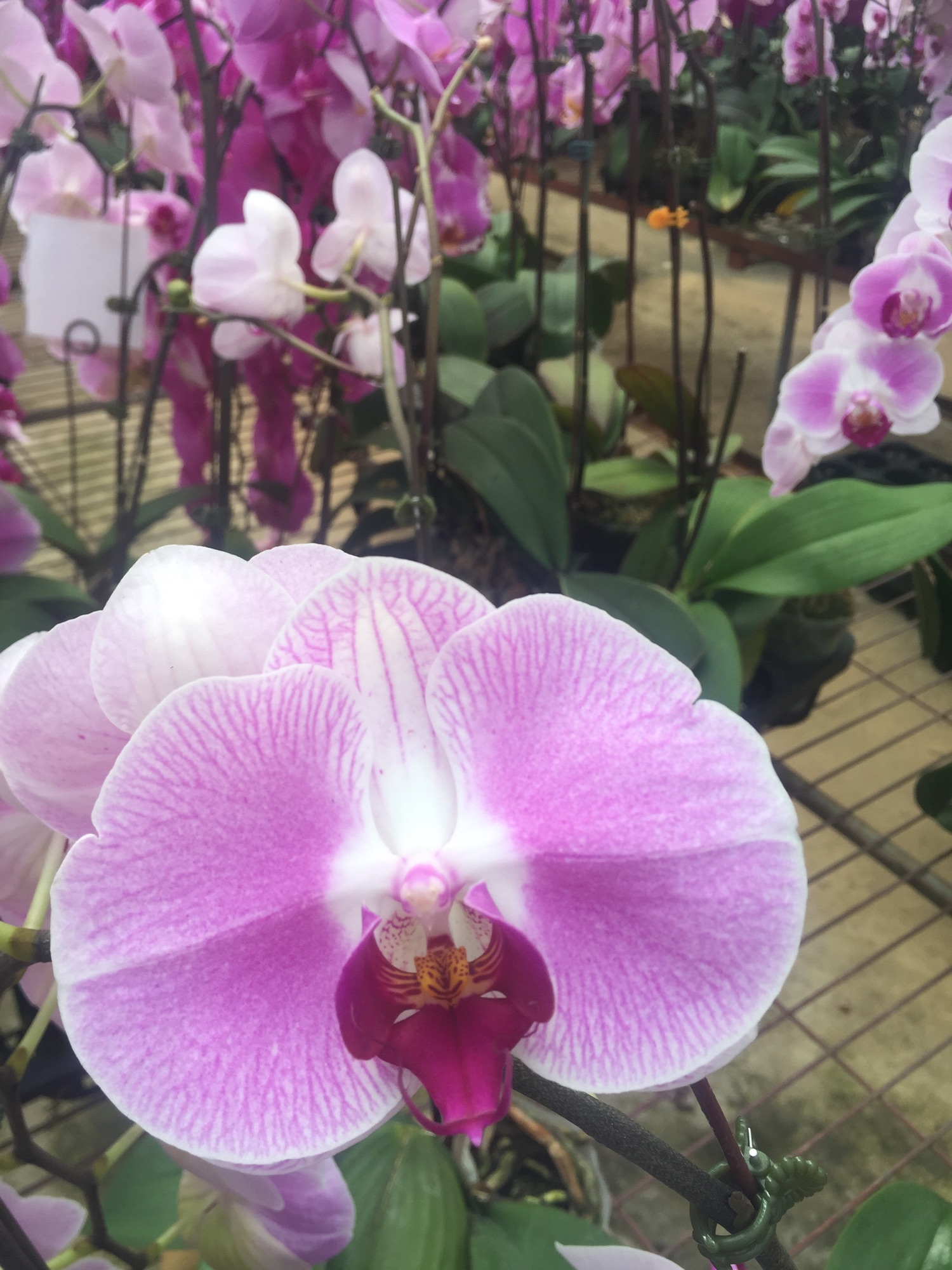 Combo 5 cây hồ điệp cốc 2.5 cắt cành, cho hoa tết 2021