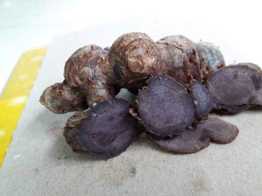 500 gam củ ngãi đen tươi
