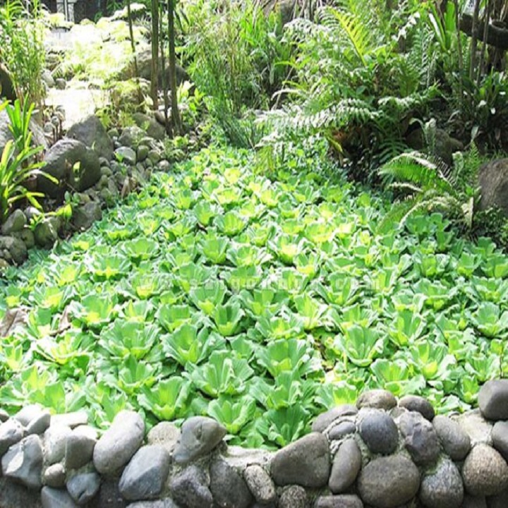 Cây giống bèo hoa dâu